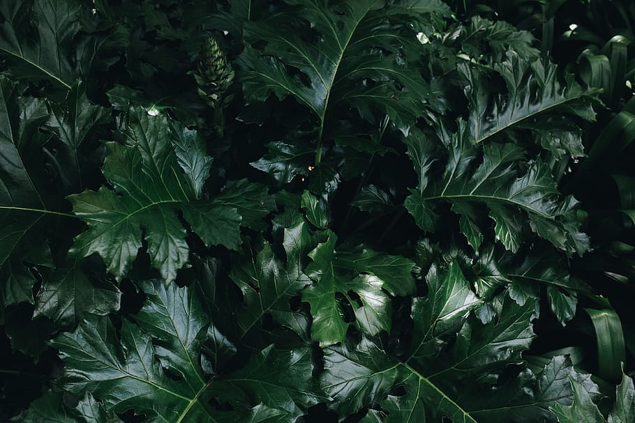 Green Leaf Plant, close-up, environment, freshness, grow, growth HD wallpaper