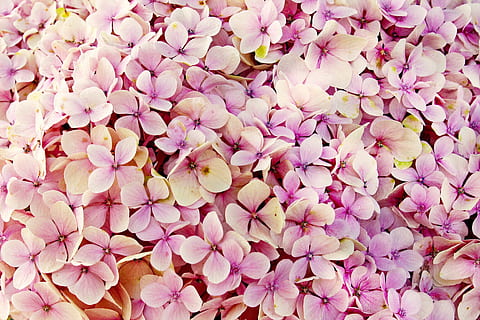hydrangea, flower, nature, beautiful, flora, summer, hydrangea flower HD wallpaper