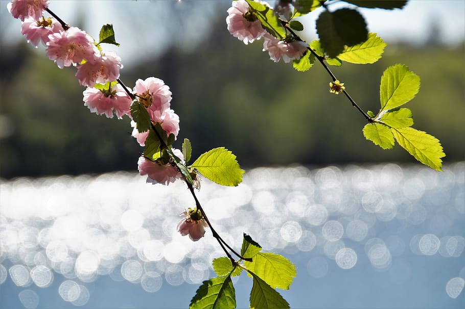almond, flowering, pink, spring, twig, reflection, almonds HD wallpaper