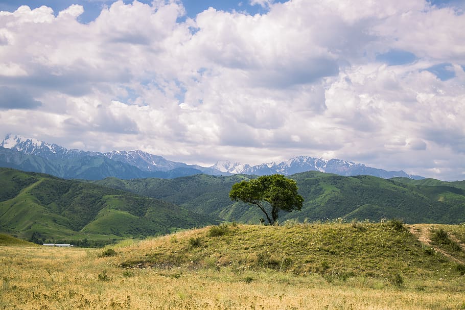Landscape Photograph of Tree on Mountain Ranges, clouds, field HD wallpaper
