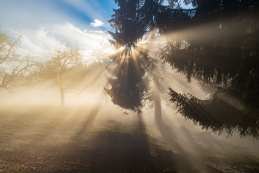 rays, sun, light, fog, forest, sky, landscape, sunbeam, mood HD wallpaper