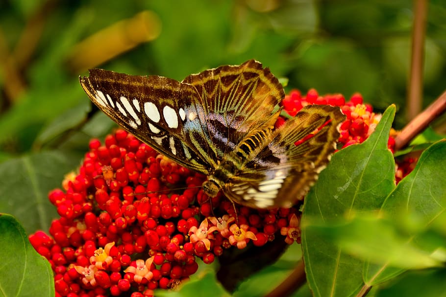 butterfly, mainau, lake constance, flower, animal themes, insect HD wallpaper