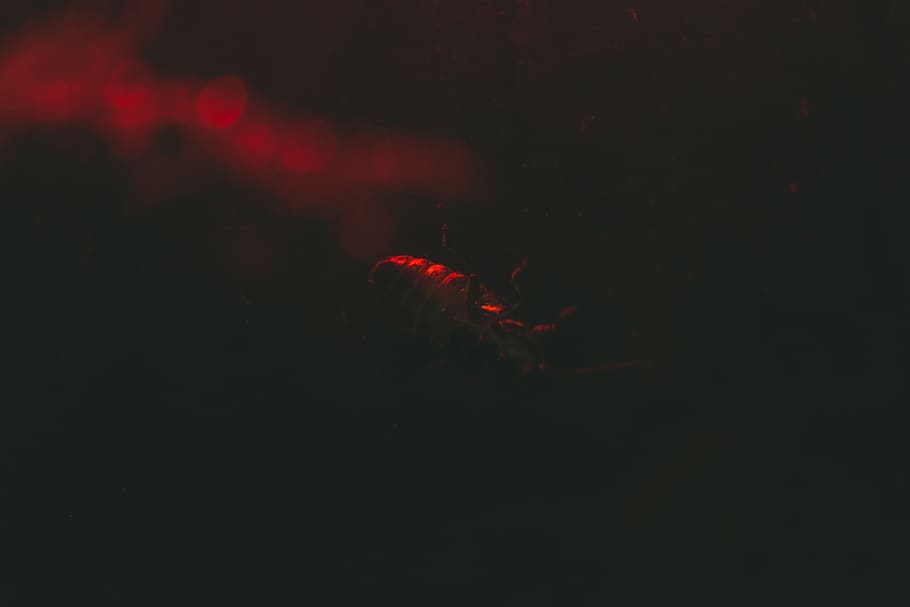 red, dark, travel, explore, usa, america, chicago, zoo, bug HD wallpaper