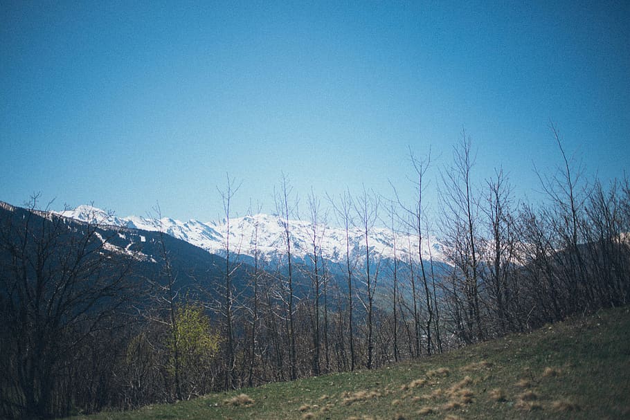 Bare Trees With Mountain Background, daylight, environment, forest HD wallpaper