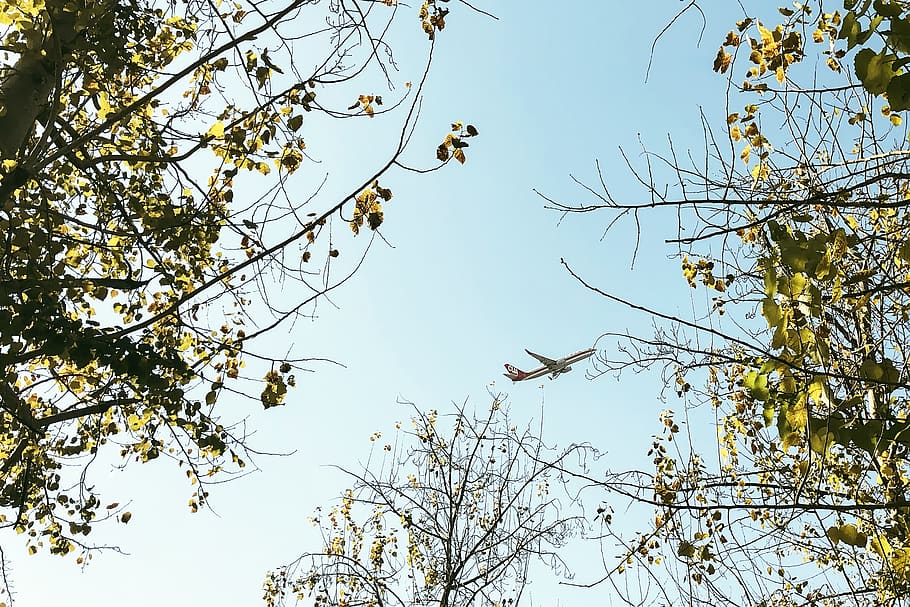 airplane on mid air, plant, tree, leaf, tree trunk, beijing, china HD wallpaper