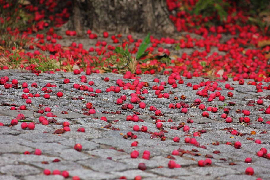 berry red, ripe, fallen down, flower, no people, flowering plant HD wallpaper