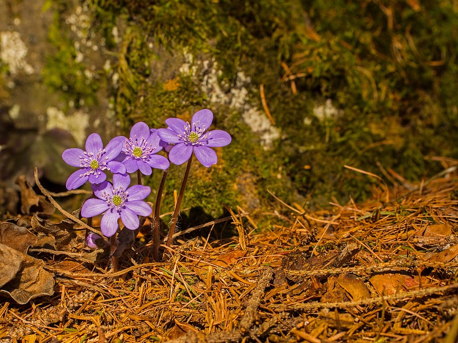 hepatica, hepatica nobilis, early bloomer, spring flower, wild plant