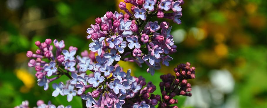 lilac, blue, garden, flower, flowering plant, freshness, beauty in nature HD wallpaper