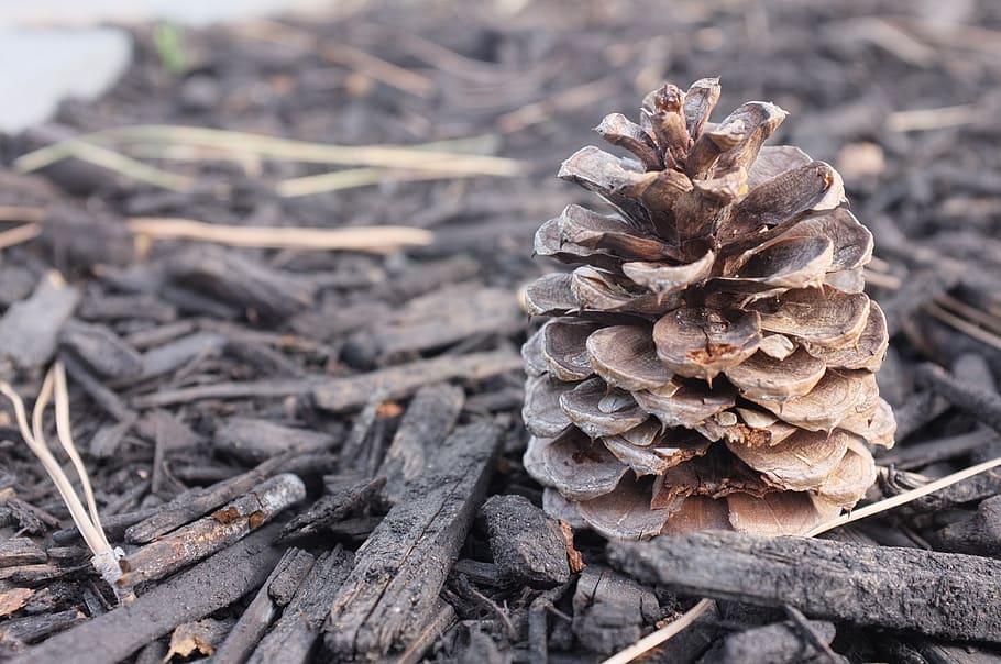 pine cone, wood, nature, wooden, branch, decoration, natural HD wallpaper