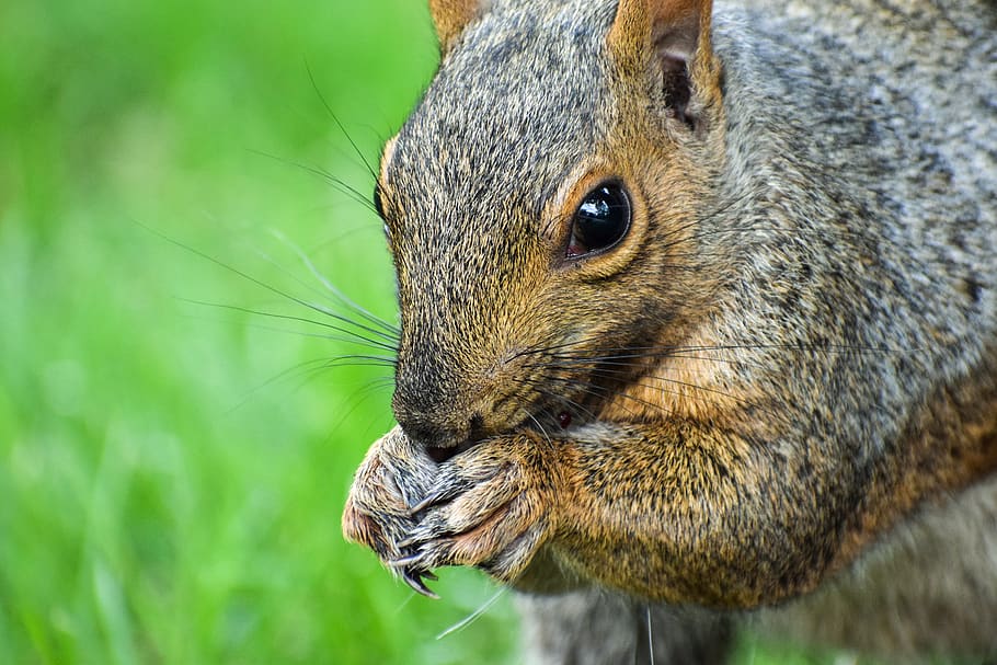 squirrel, tree, wood, trees, landscape, nature, forest, green HD wallpaper