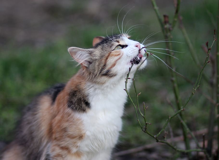 cat, coloring, eating, pet, about, one animal, animal themes HD wallpaper