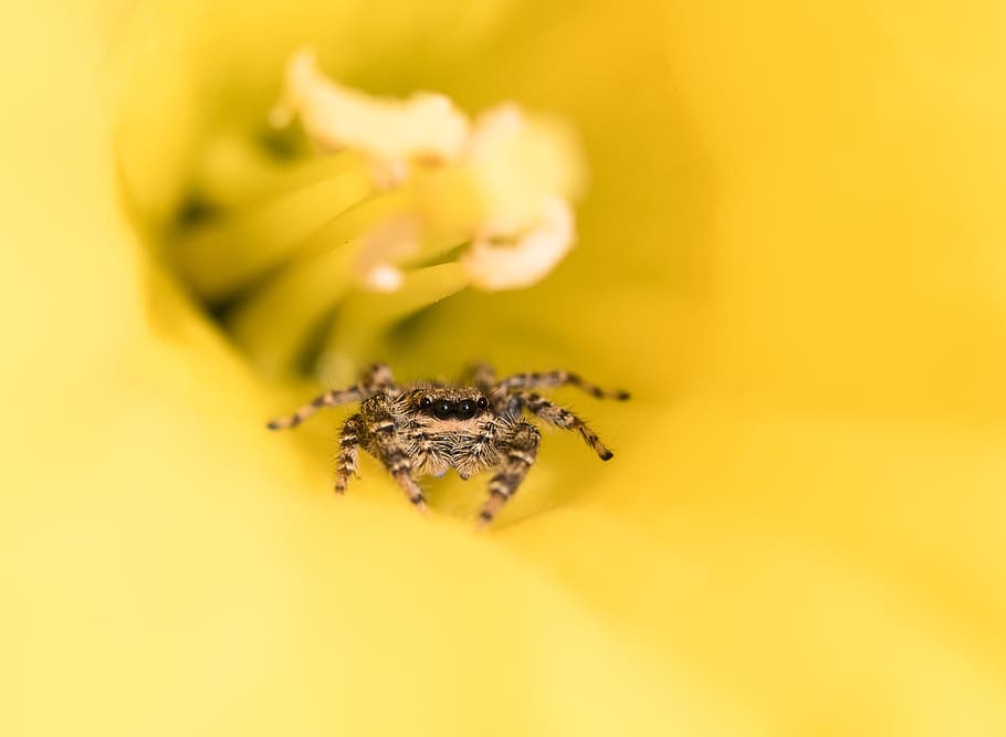 spin, springspin, nature, bug, eyes, outdoor, insects, colorful HD wallpaper