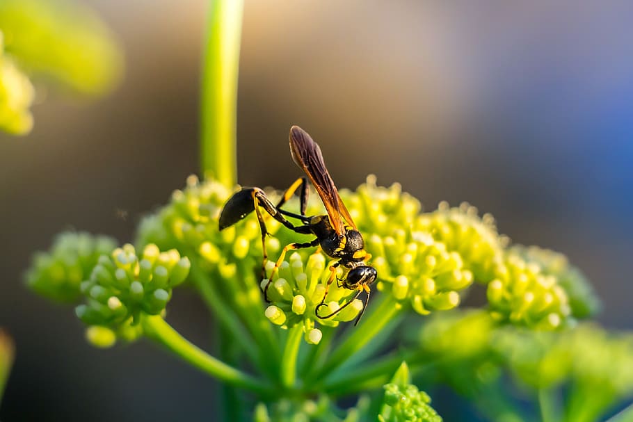 croatia, orebić, insect, invertebrate, animal wildlife, animal themes HD wallpaper