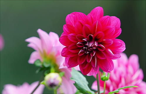 Pink and Purple Flowers, beautiful, black background, bloom, blooming HD wallpaper