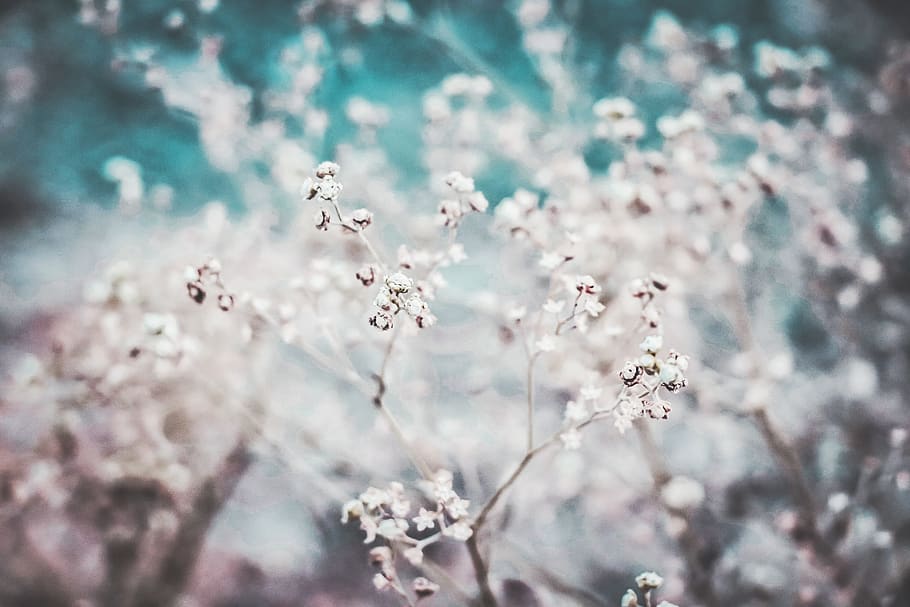 plant, flowering plant, fragility, beauty in nature, freshness HD wallpaper