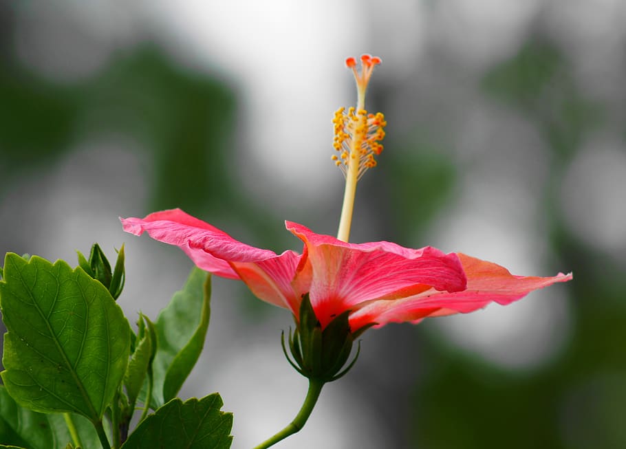 hibiscus, evening, shadows, bloom, sky, mood, flower, flowering plant HD wallpaper