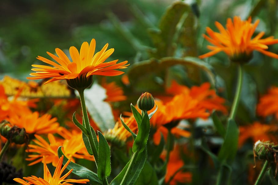 gerbera, flower, bloom, petals, flora, colorful, beautiful HD wallpaper