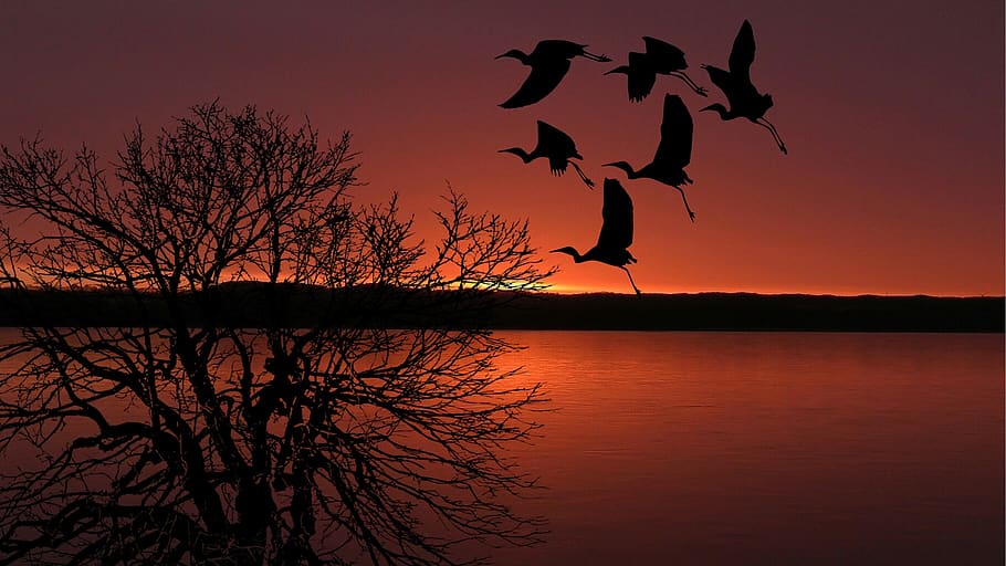 sunset, birds, flying, sky, colorful, colors, orange, wildlife HD wallpaper