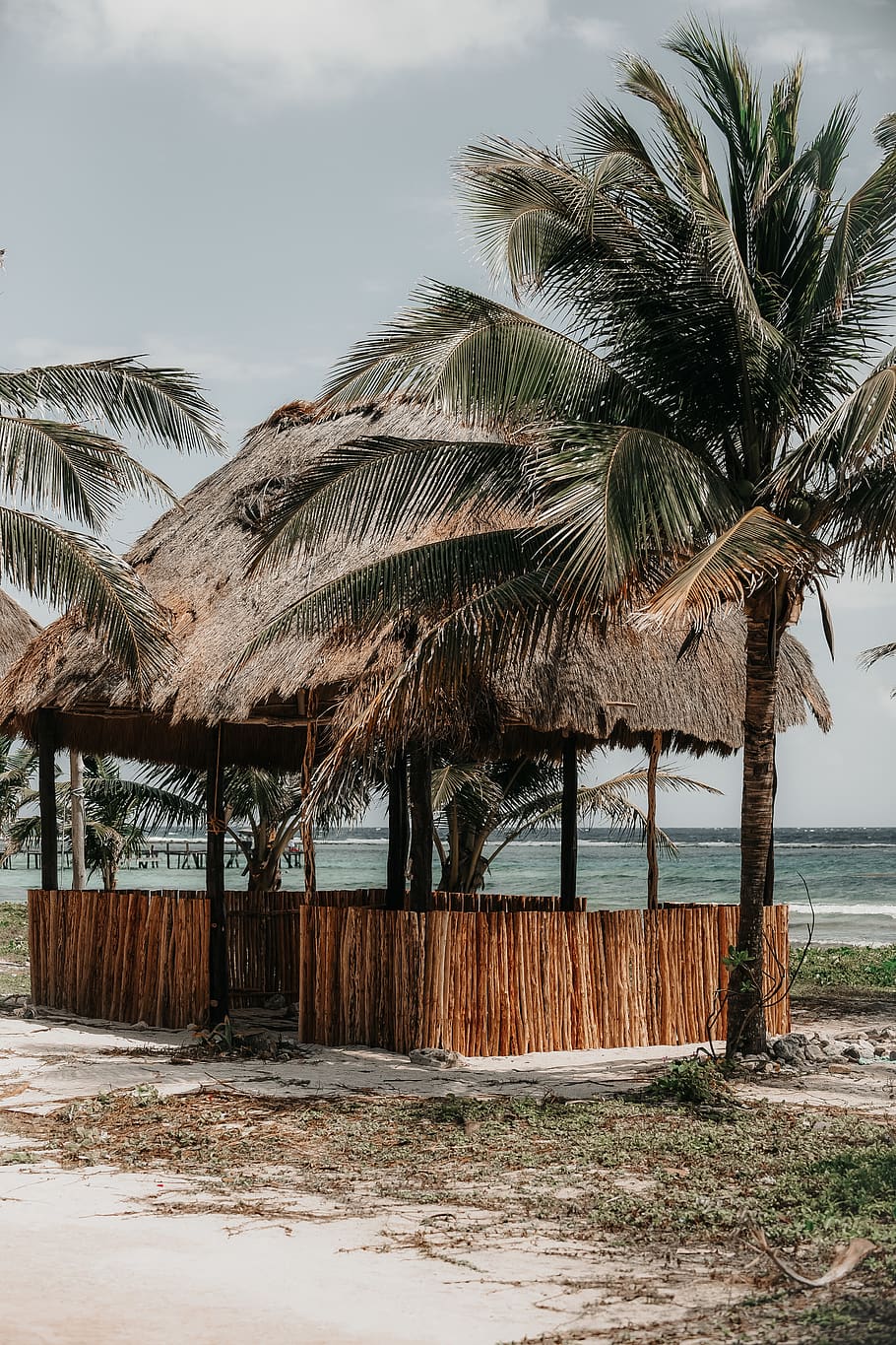palm tree beside nipa hut, tropical climate, beach, plant, water HD wallpaper