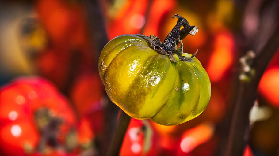 gourd, pumpkin, red, green, small, autumn decoration, autumn motives HD wallpaper