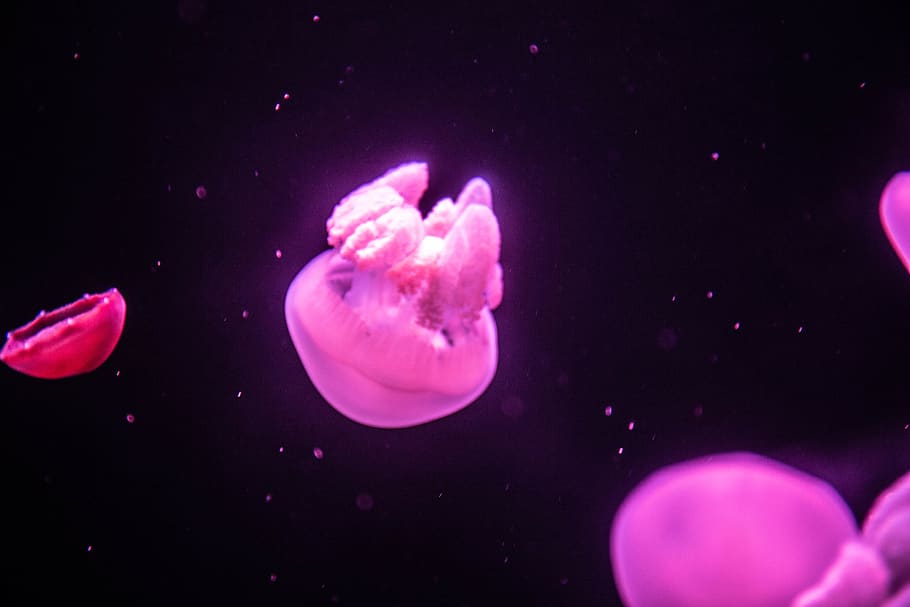 animal themes, animals in the wild, underwater, animal wildlife HD wallpaper