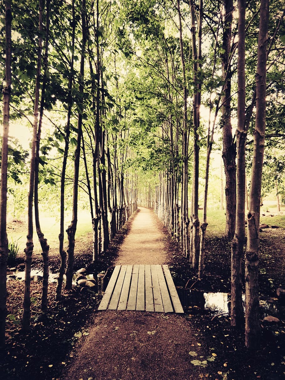 trees, forest, path, pathway, creek, stream, walkway, plant HD wallpaper