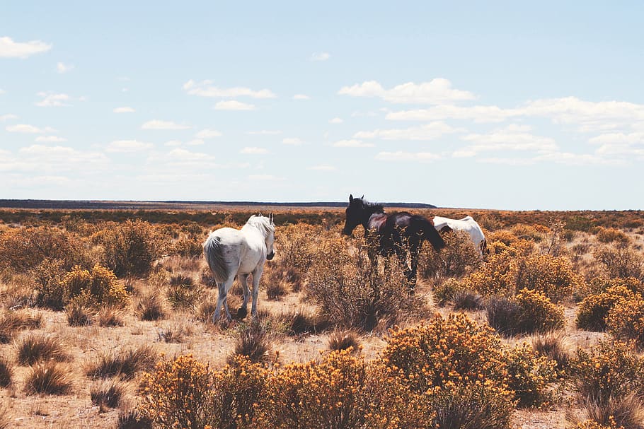 animals, blue, clouds, grass, horses, nature, sky, mammal, domestic animals HD wallpaper