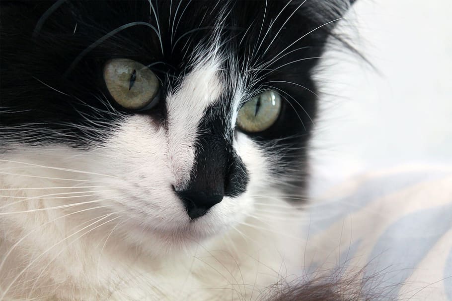 cats, animals, pets, kitten, feline, domestic cat, domestic animals HD wallpaper