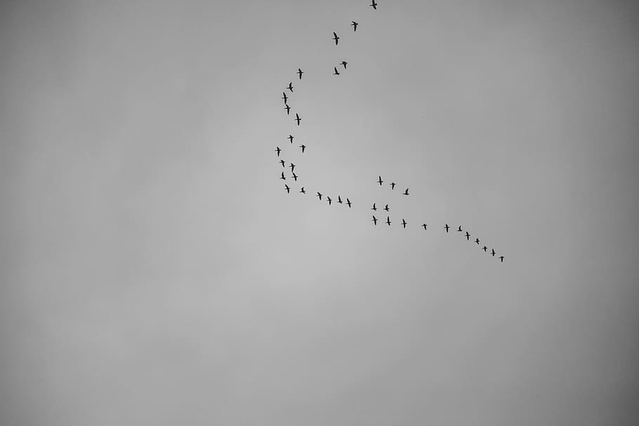 flock, burds, cloudy, grey, animal themes, animals in the wild HD wallpaper