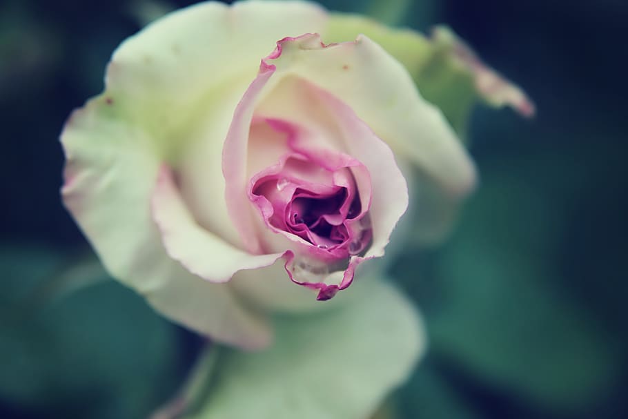 crimea, smooth, flower, flowers, garden, rose, close up, petals HD wallpaper