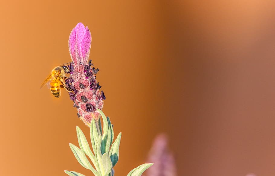 Selective Focus Photography Of Honeybee Perched On Purple Flower Bud HD wallpaper