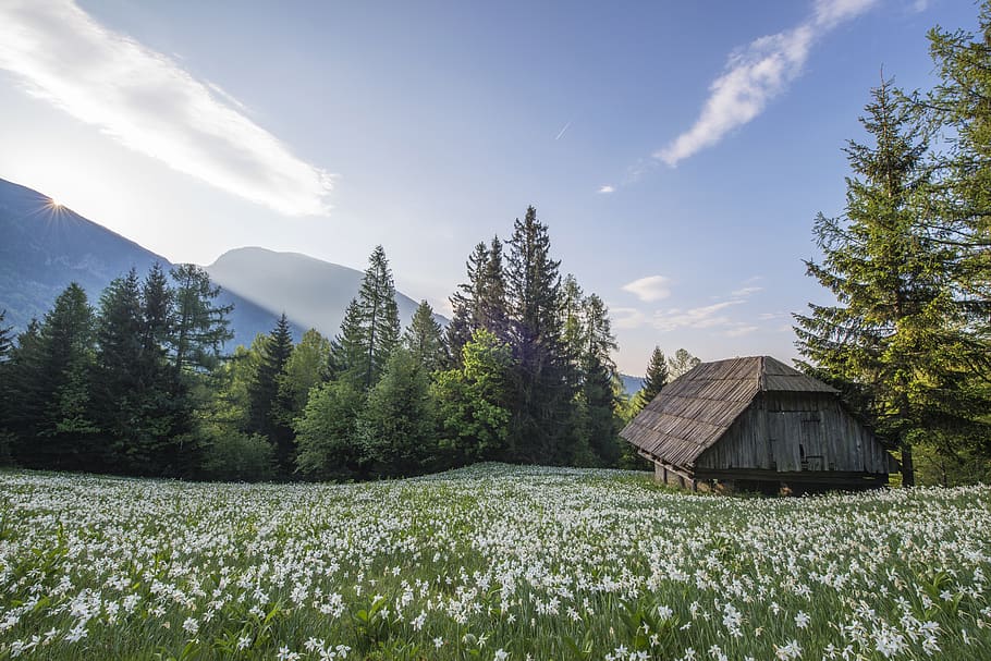 meadow, hut, stable, mountains, range, highlands, blooming HD wallpaper