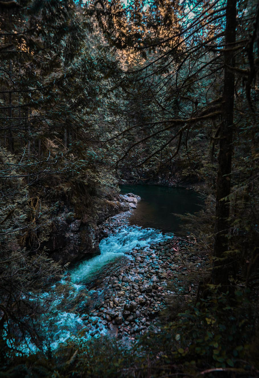 trees, waterfall, canada, moody, plant, forest, no people, nature HD wallpaper
