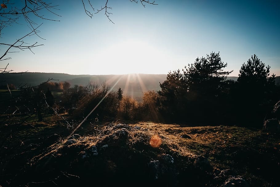 tree, light, travel, sun, hiking, wallpaper, wood, world, nature HD wallpaper