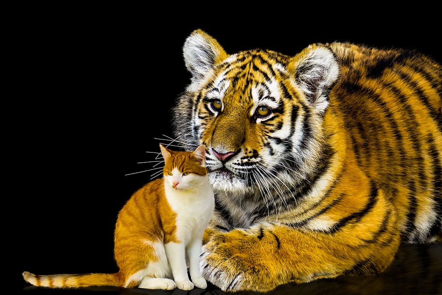animals, cat, tiger, big cat, domestic cat, predator, girlfriends HD wallpaper