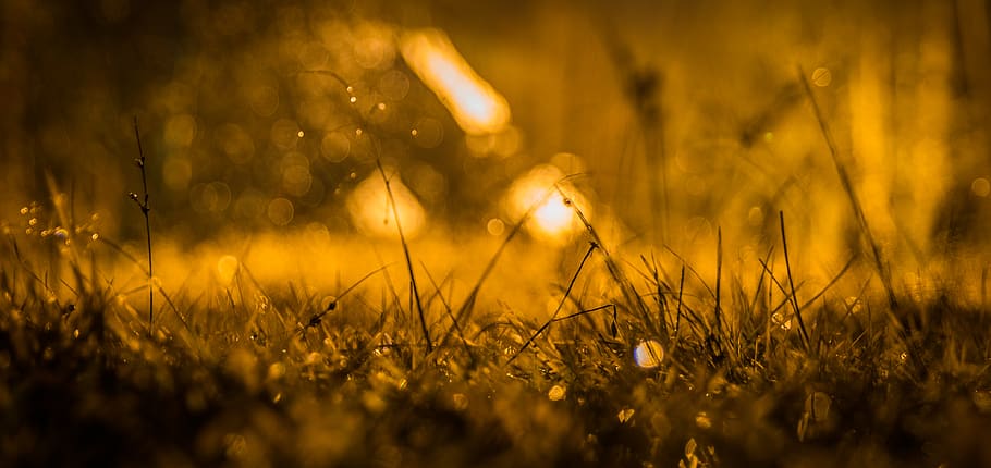 Brown Grasses, blurred background, defocused, dew, field, grassland HD wallpaper