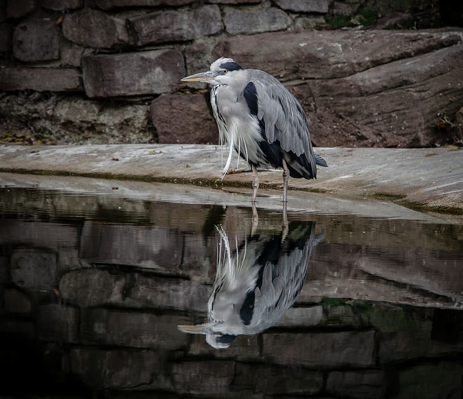 gray and black bird, animal, heron, waterfowl, ardeidae, egret HD wallpaper