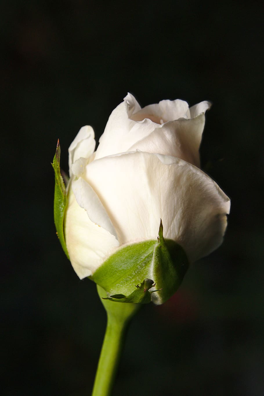 rose, flower, white, summer, close up, flowering plant, petal HD wallpaper