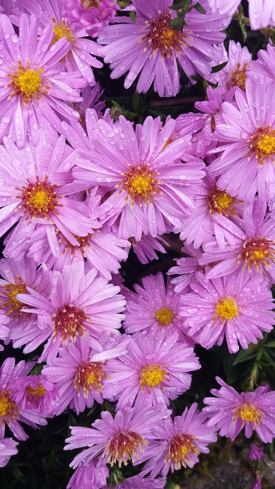flower, blossom, bloom, white, nature, plant, spring, flowering plant HD wallpaper