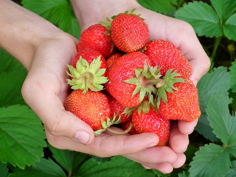 Strawberries Fruit, close-up, food, hands, healthy, organic, plants HD wallpaper