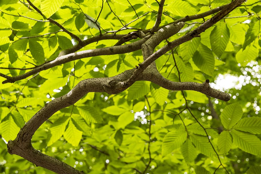 united states, covert, branch, branches, brown, green, forest, HD wallpaper