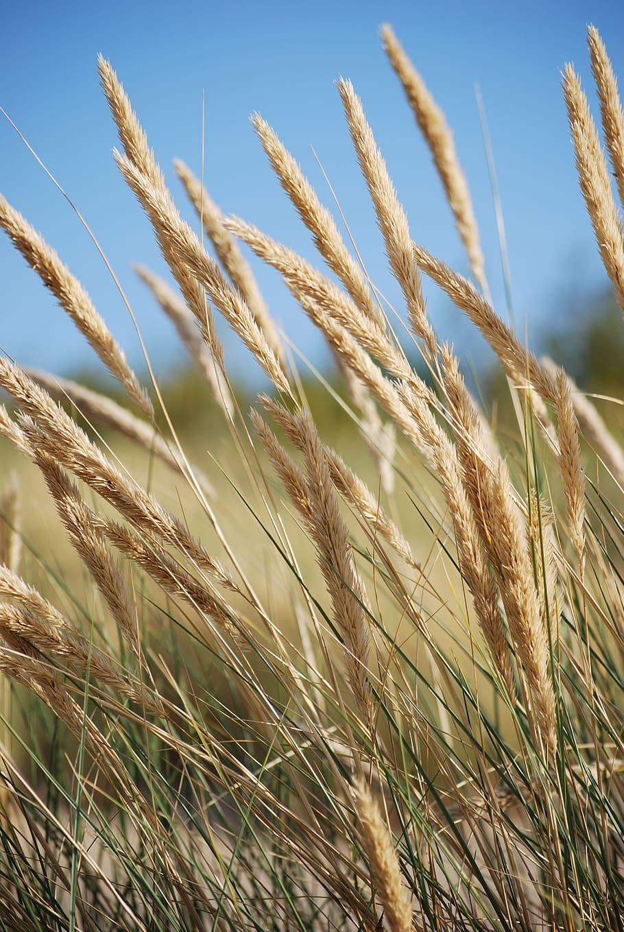 grass, beach, dune, sky, summer, nature, holidays, the coast HD wallpaper