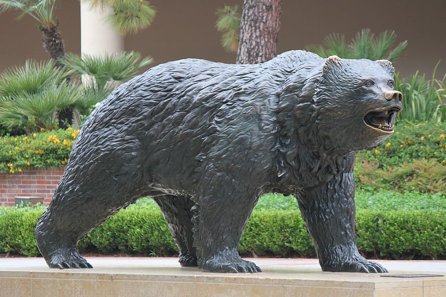 bruin, statue, ucla, bronze, animal, animal themes, mammal HD wallpaper