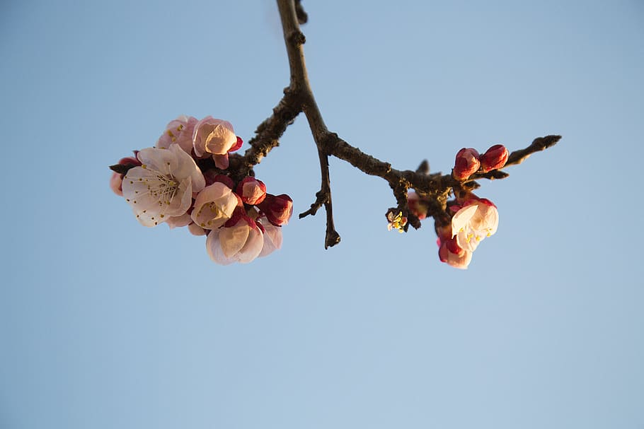 spring, apricot, flower, sky, bloom, garden, apricots, rosa HD wallpaper
