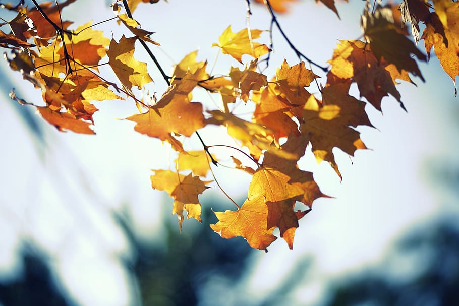 yellow maple leaves, autumn, plant part, leaf, change, tree, branch HD wallpaper