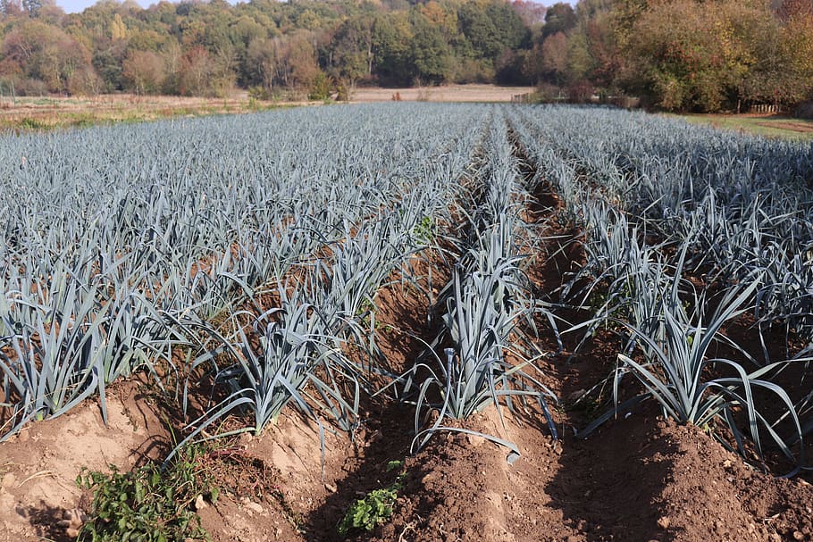 leeks, fields, gardening, agriculture, power, plants, delicious HD wallpaper