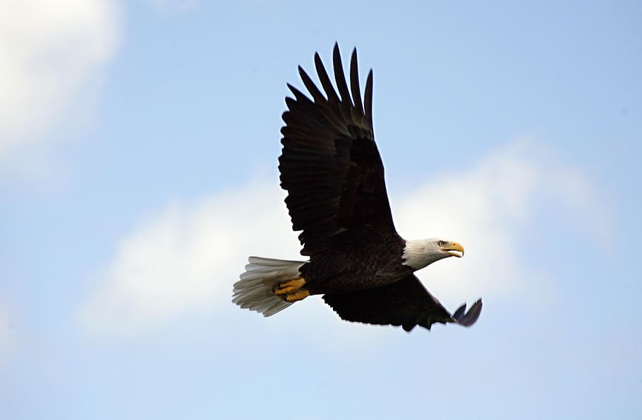 eagle, bald, soaring, bird, raptor, flight, flying, wild, wildlife HD wallpaper