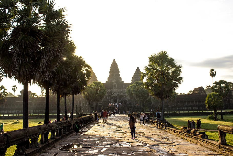 cambodia, angkor wat, krong siem reap, temple, sunrise, tree, HD wallpaper