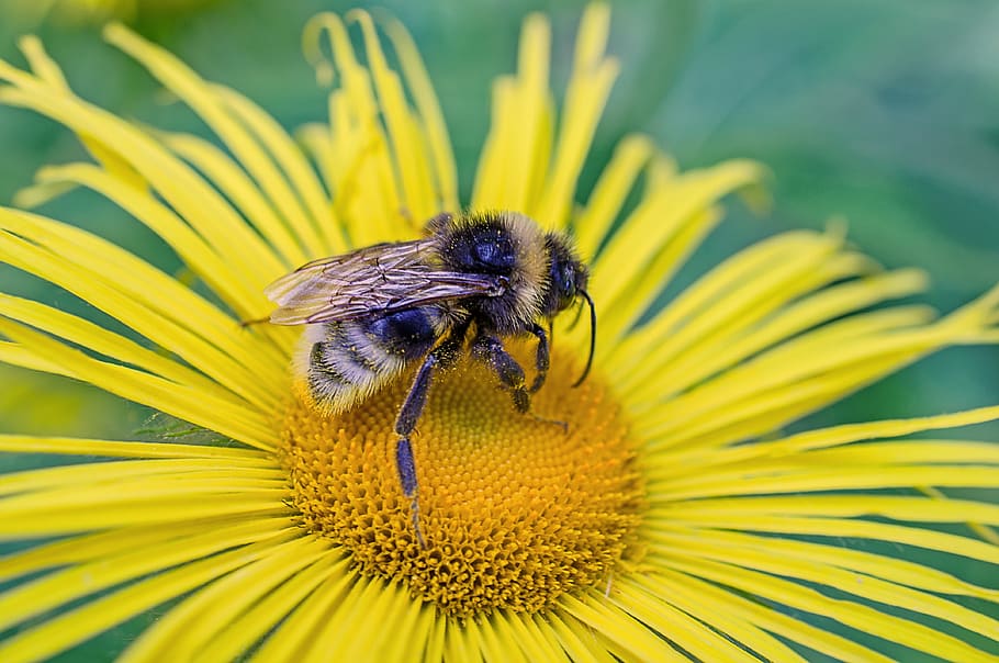flower, macro, insect, close up, nature, bee, yellow, flowering plant HD wallpaper