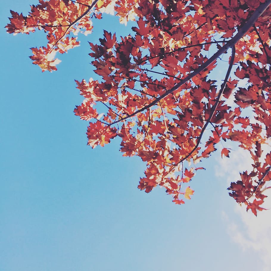 autumn, beauty in nature, tree, sky, plant, low angle view HD wallpaper